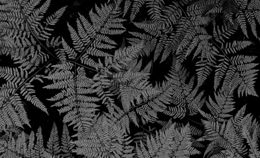 Папоротник