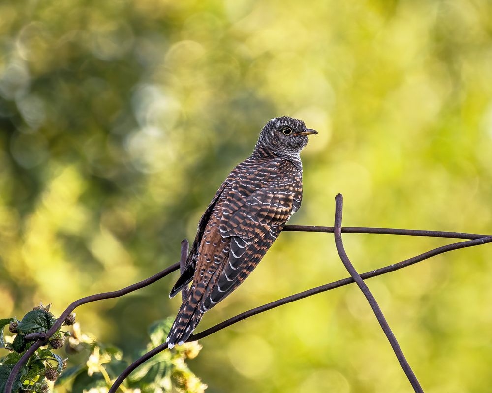 Photograph by Елена