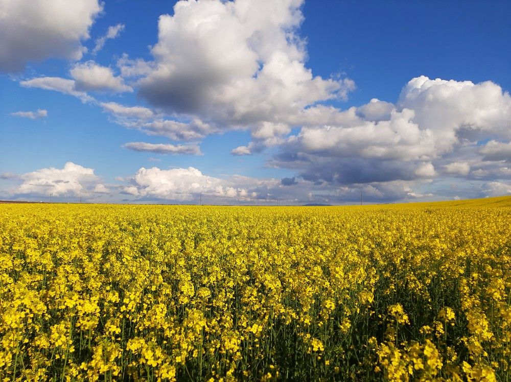 Рапсовое поле, Крым