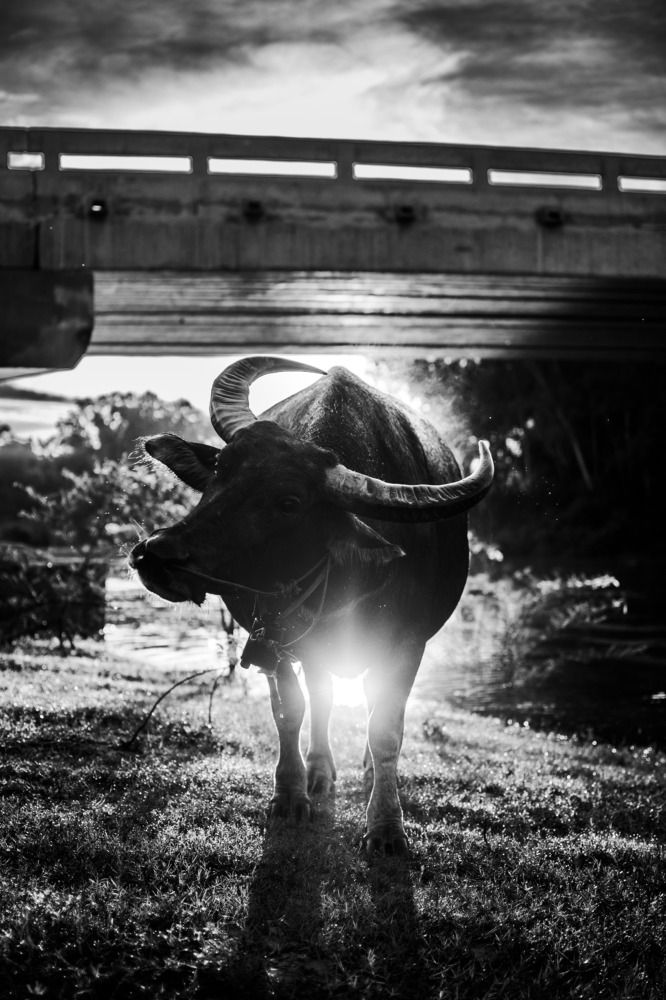 The great power of the buffalo