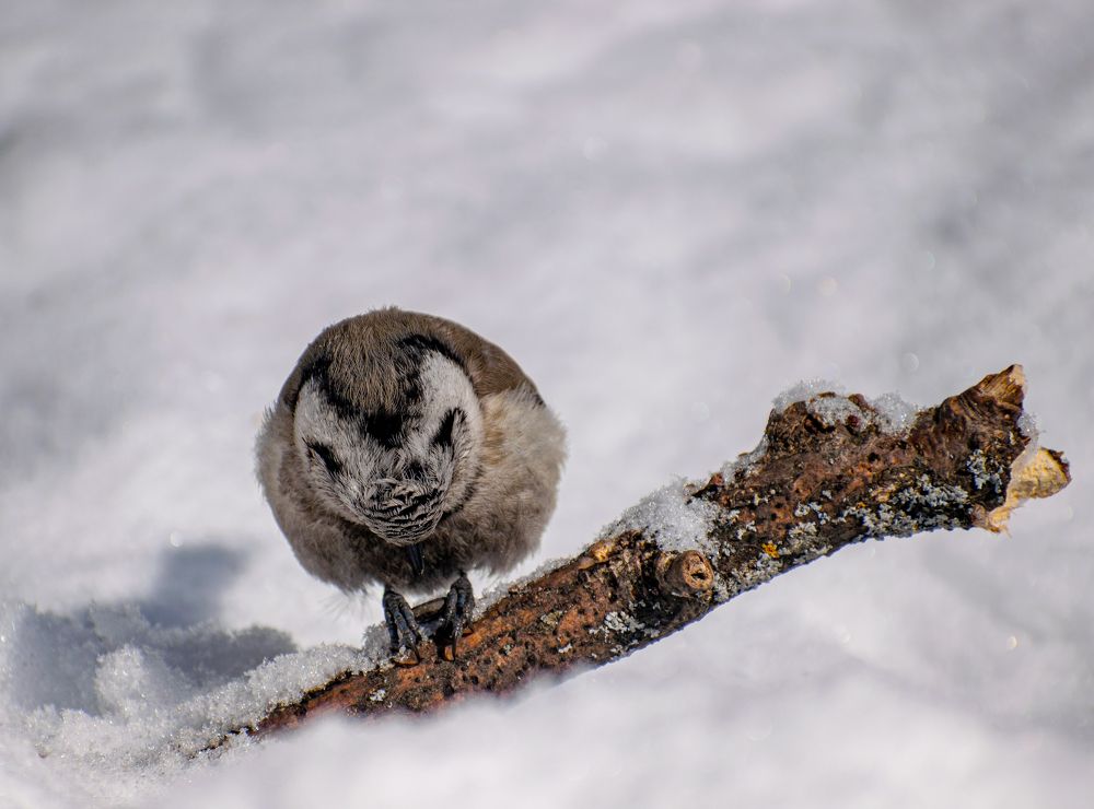 Фотография автора Алексей Савельев