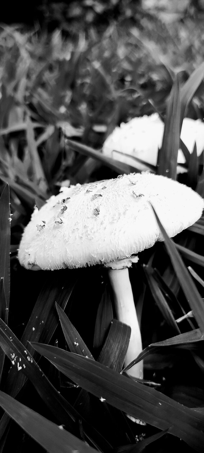 Cogumelo branco