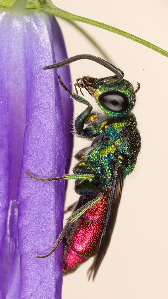 Оса блестянка