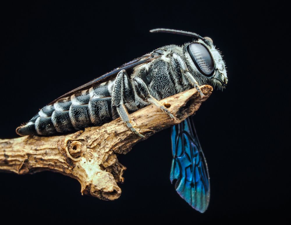 Photograph by Hardeep Solanki