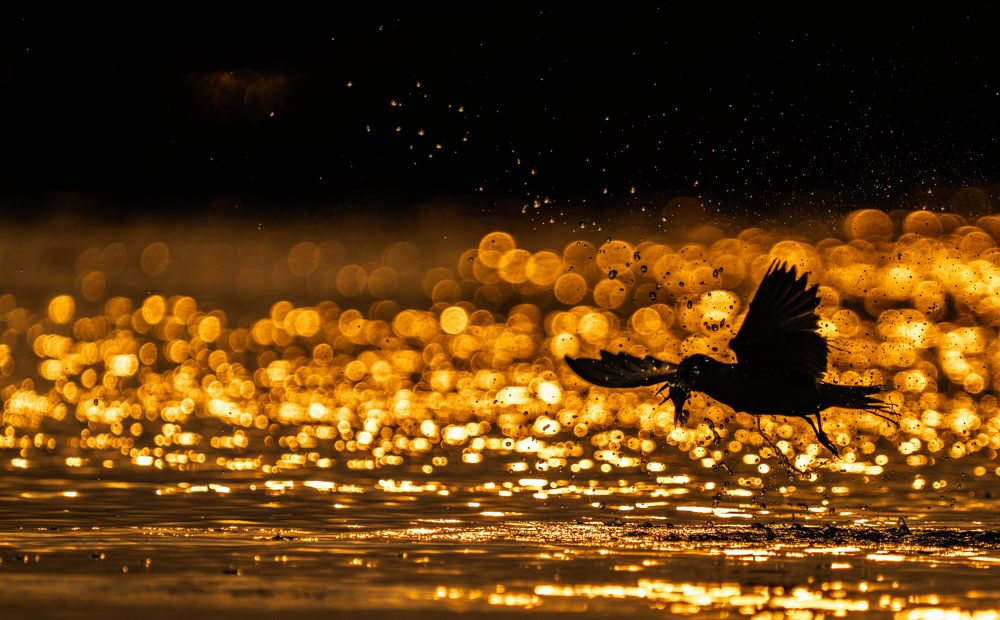 Фотография автора Debabrata Bagchi