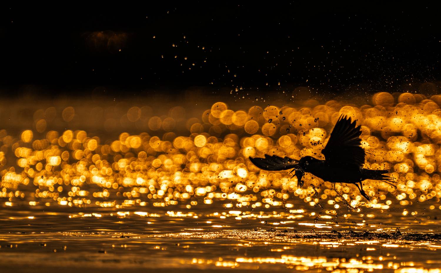 Фотография #10397436