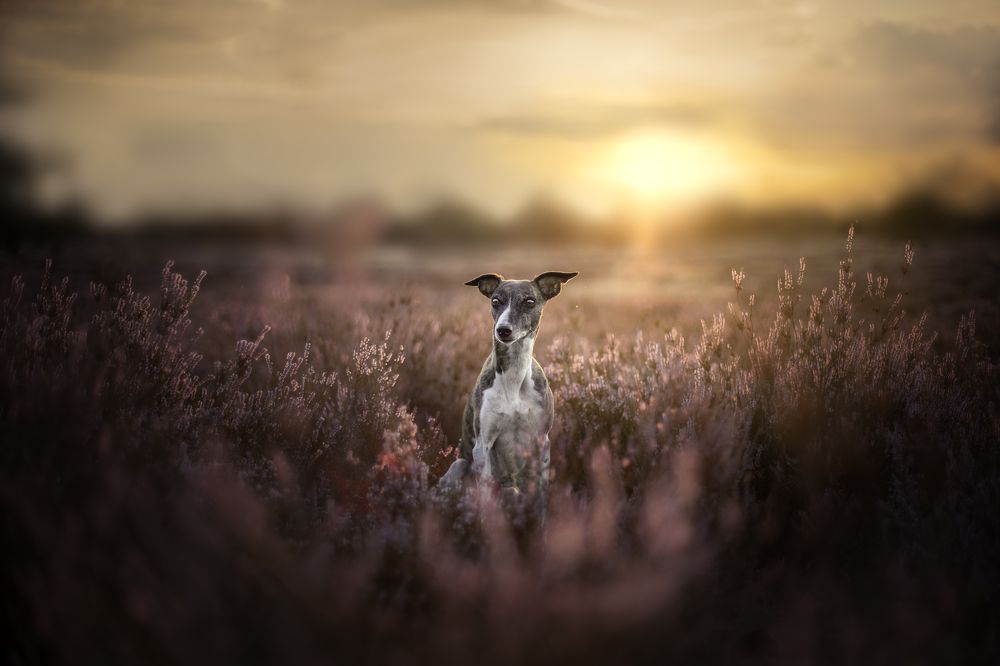 Photograph by Tomas Danco