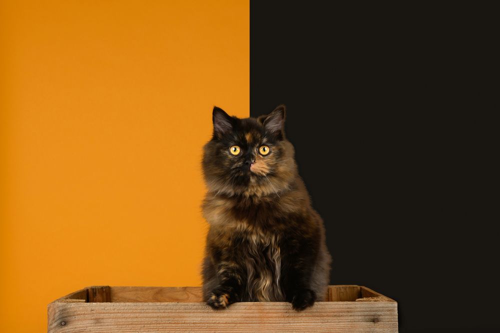 Photograph by Annette Hagemeijer