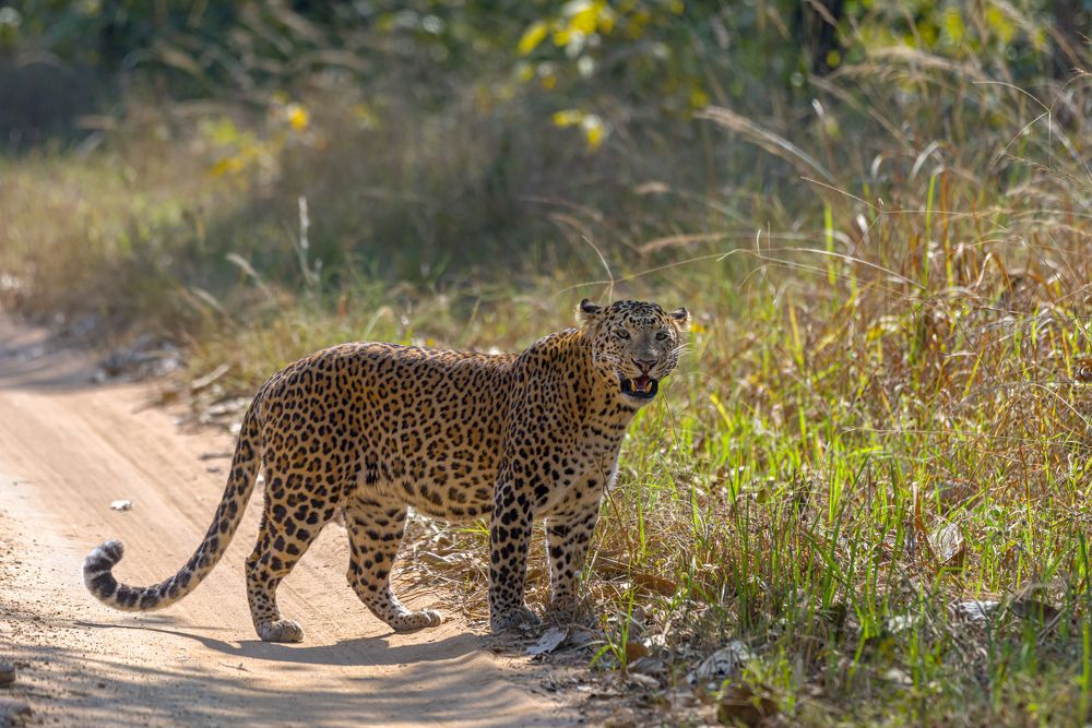 Photograph by Kshitij Patle