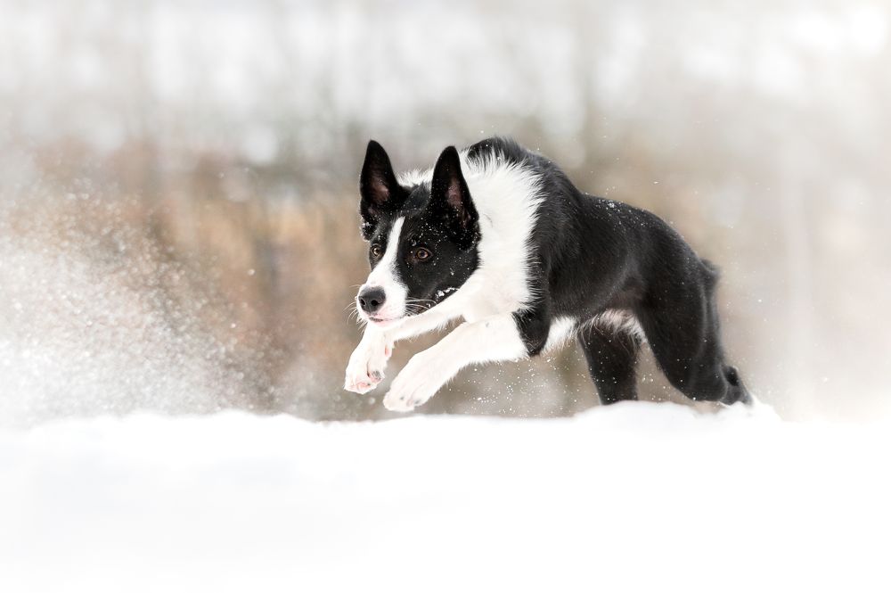 Photograph by Lesnoe Photo