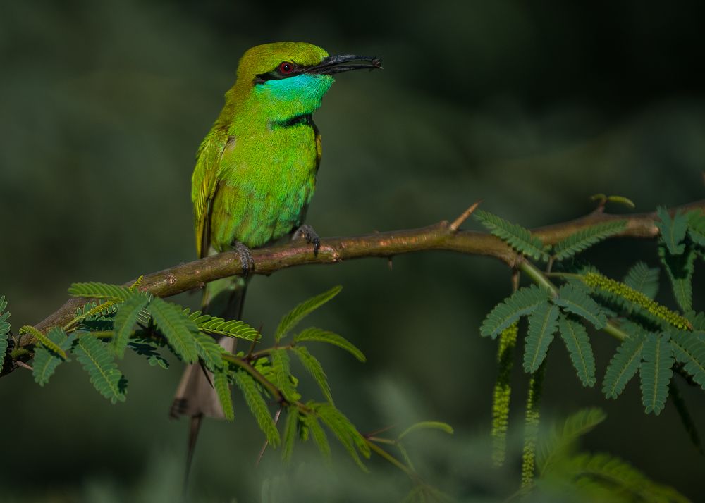 Green bee-eater with kill