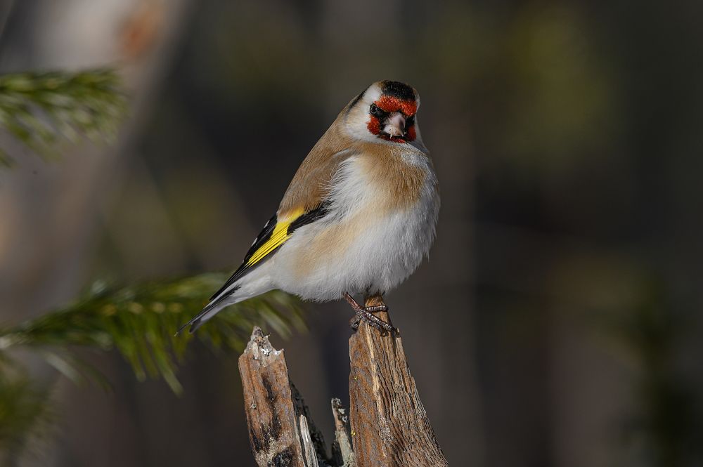 Photograph by Дмитрий Бухтик