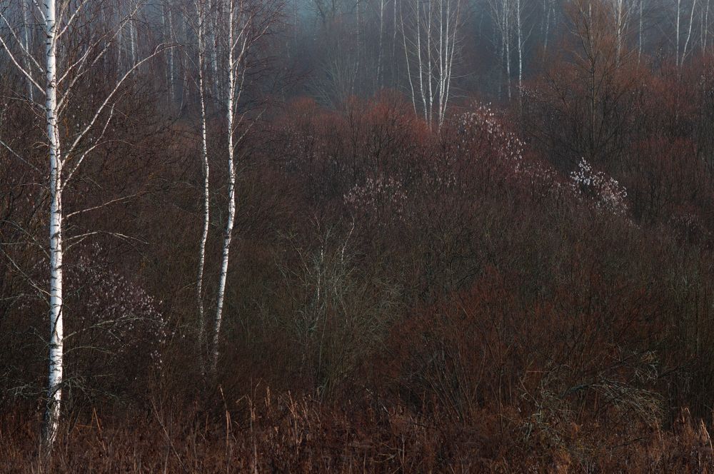 Импрессионизм природы