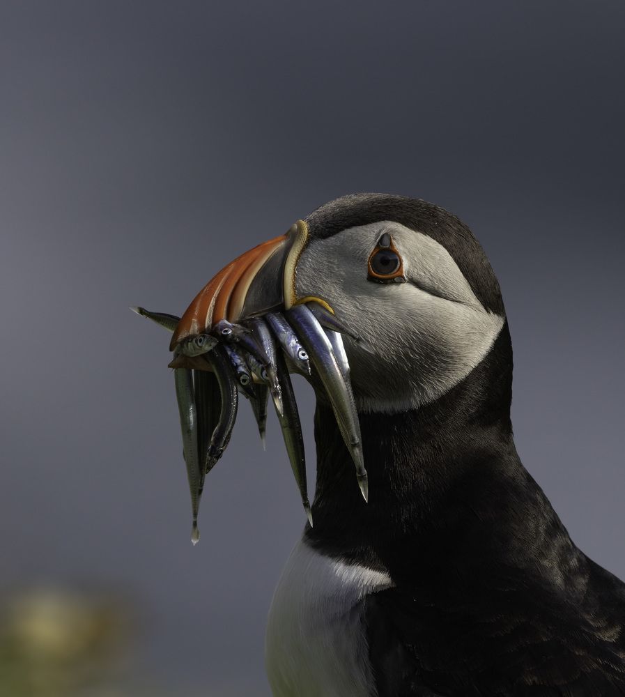 Puffin with sand eels