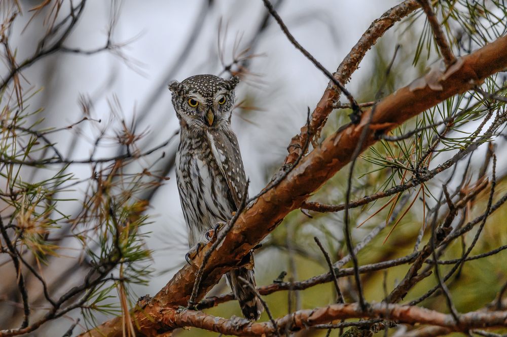 Photograph by Дмитрий Бухтик