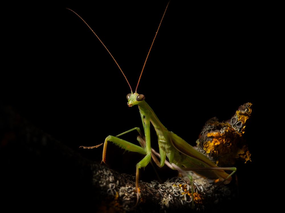 Ночной охотник