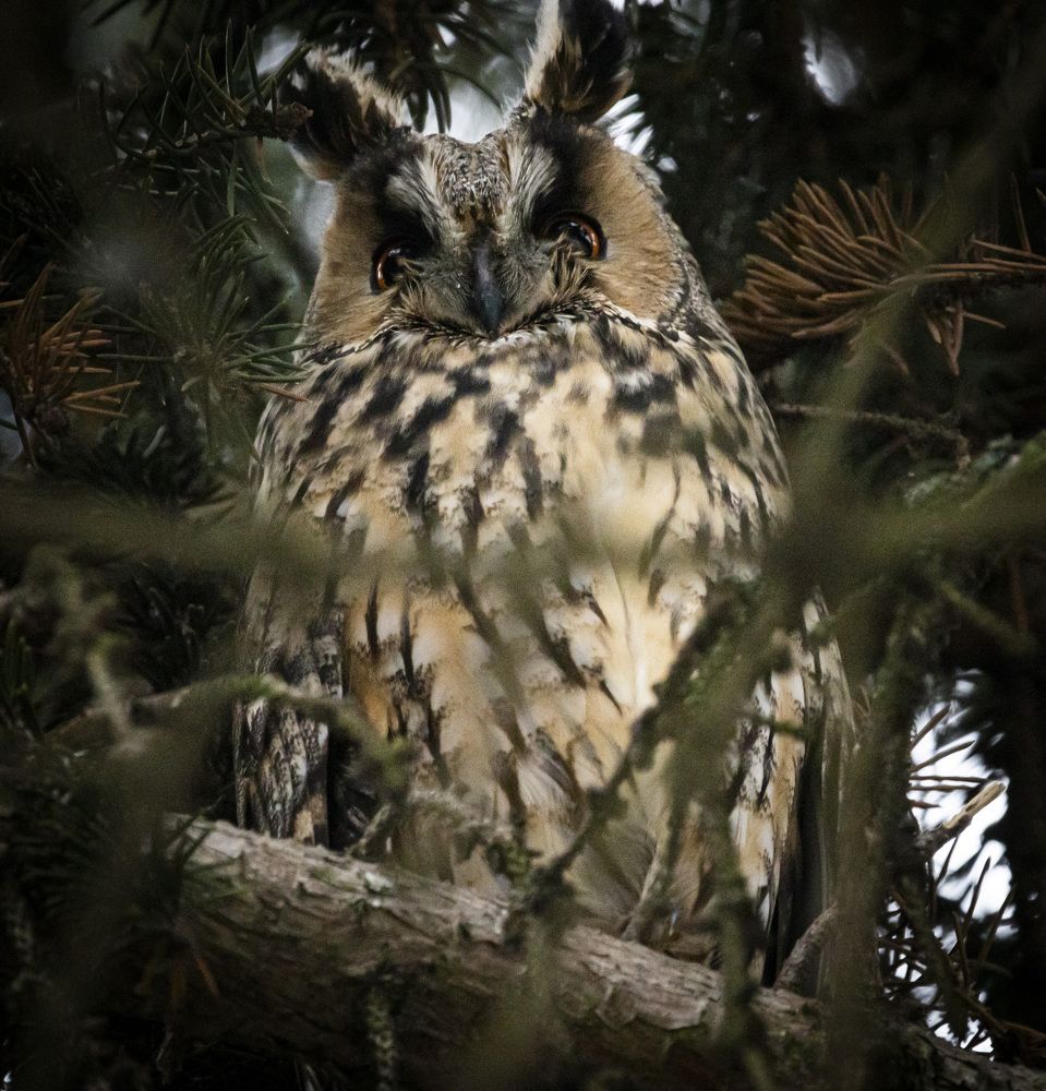 Photograph by Ольга Левакова