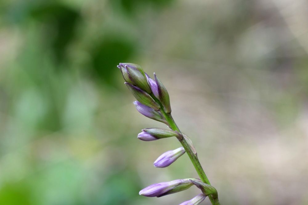 Photograph by Иван Скорик