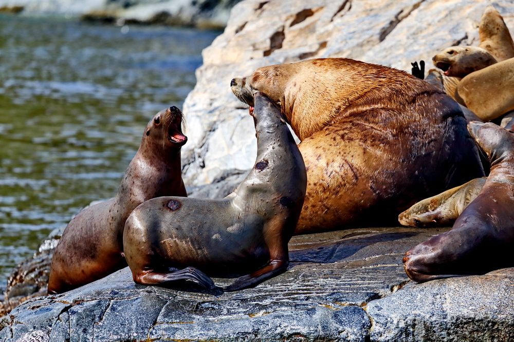 Фотография автора Александр Челмодеев