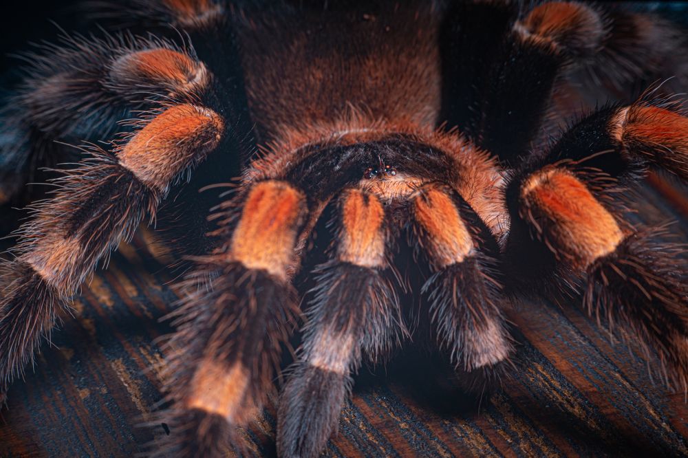 Фотография автора Антон Сандалов