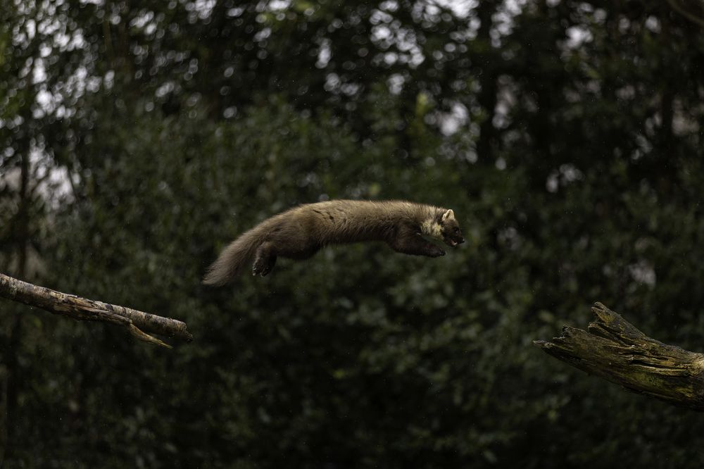Jumping through the raindrops