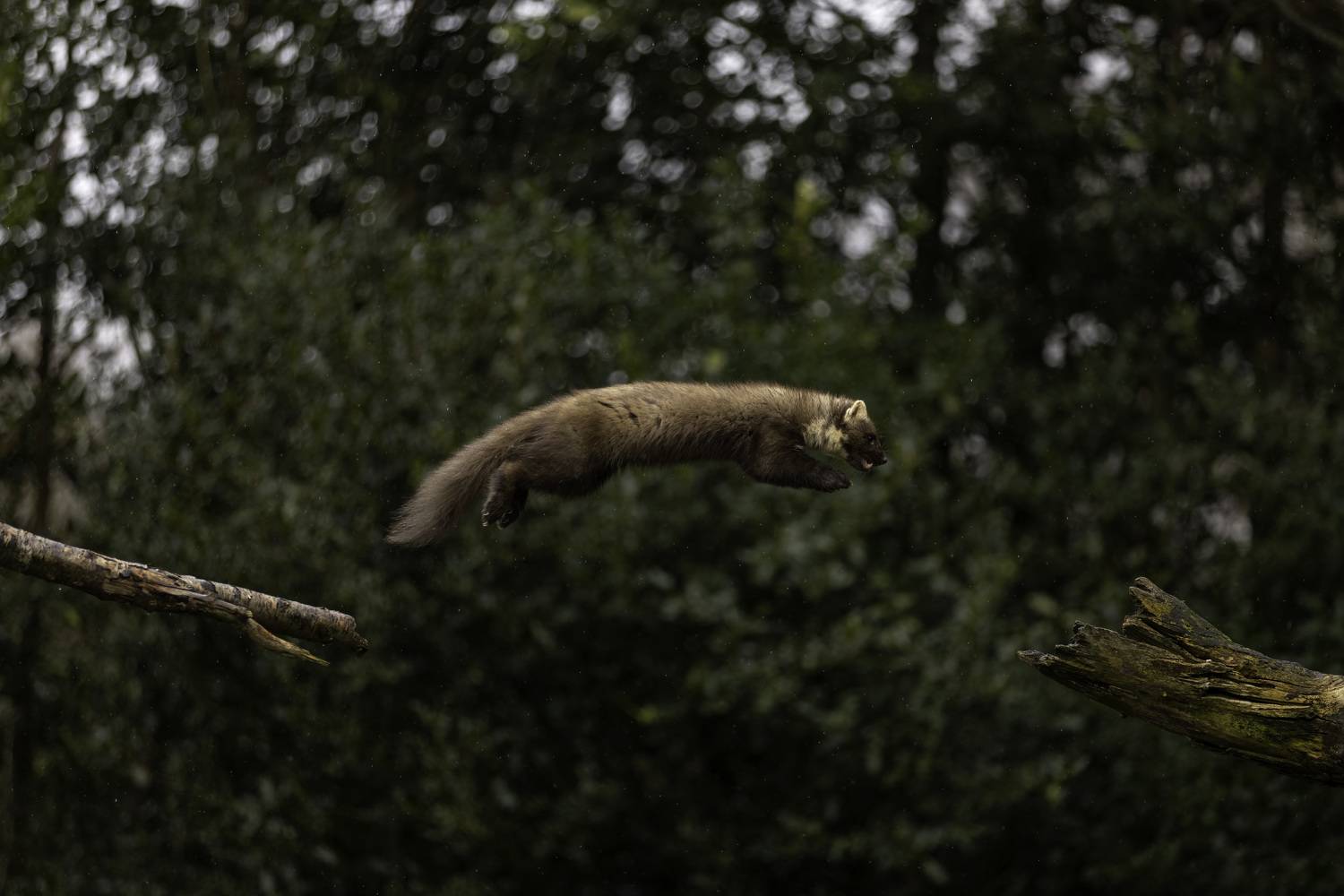 Jumping through the raindrops