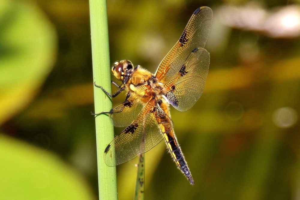 Photograph by backareva irina