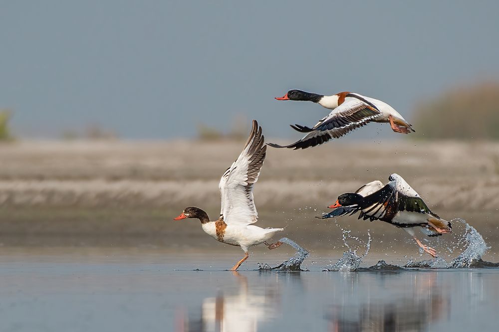 Photograph by Ashoke Shil