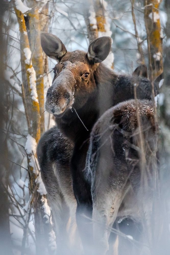Photograph by Тябин Владислав