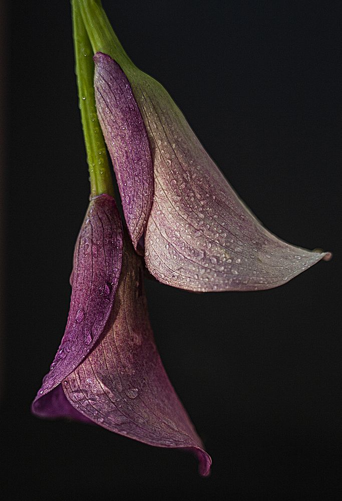 Photograph by Светлана Кавказская