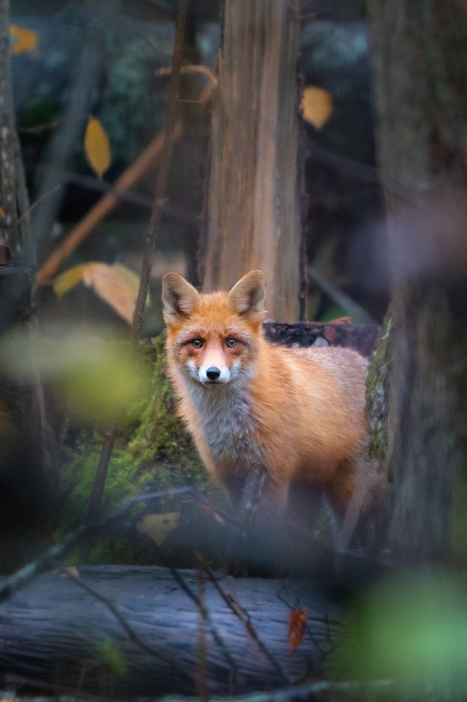 Photograph by Тябин Владислав