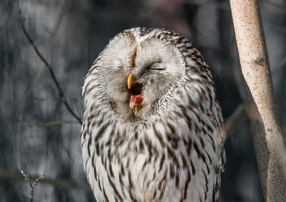 Photograph by Николай Диордиев