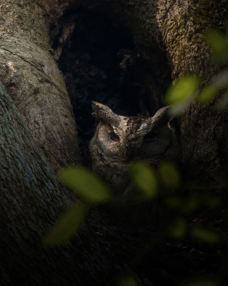 Photograph by Soumya ranjan swain