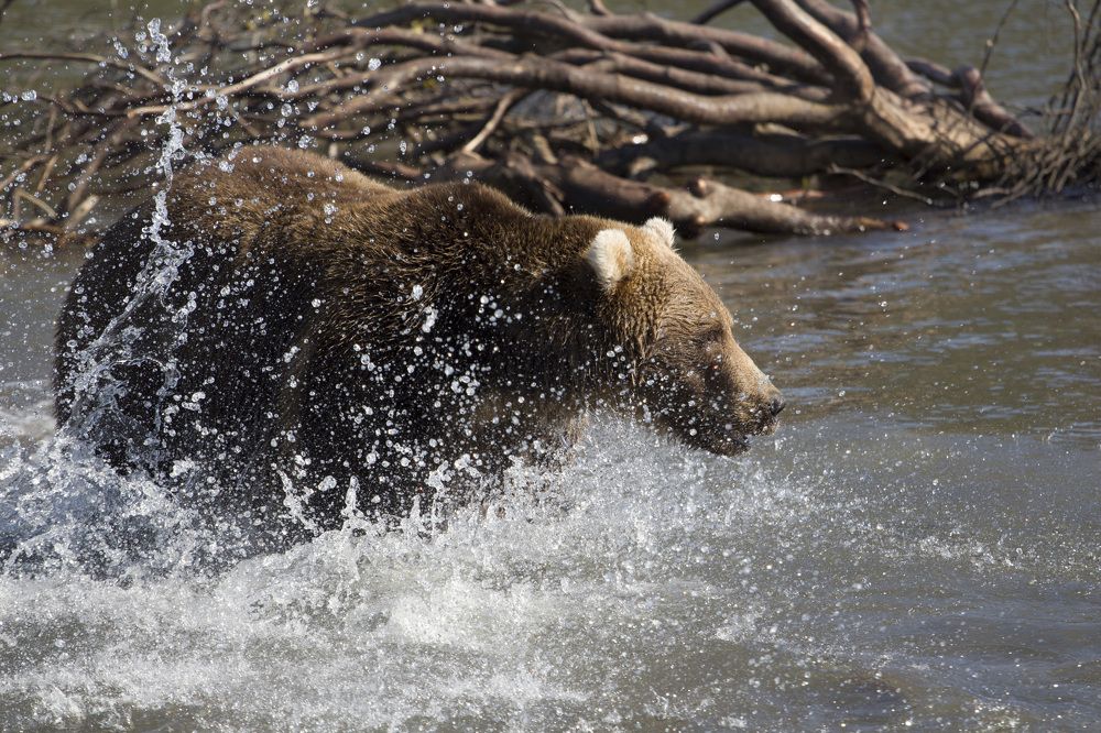 Kronotsky Nature Reserve