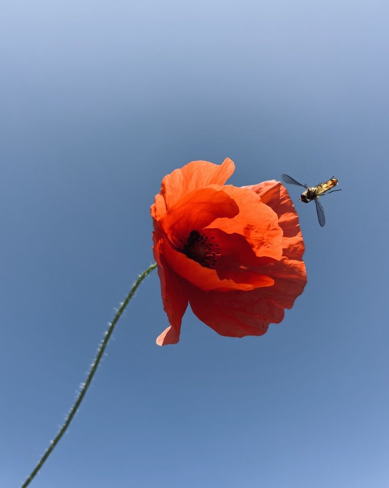 Мак и пчела