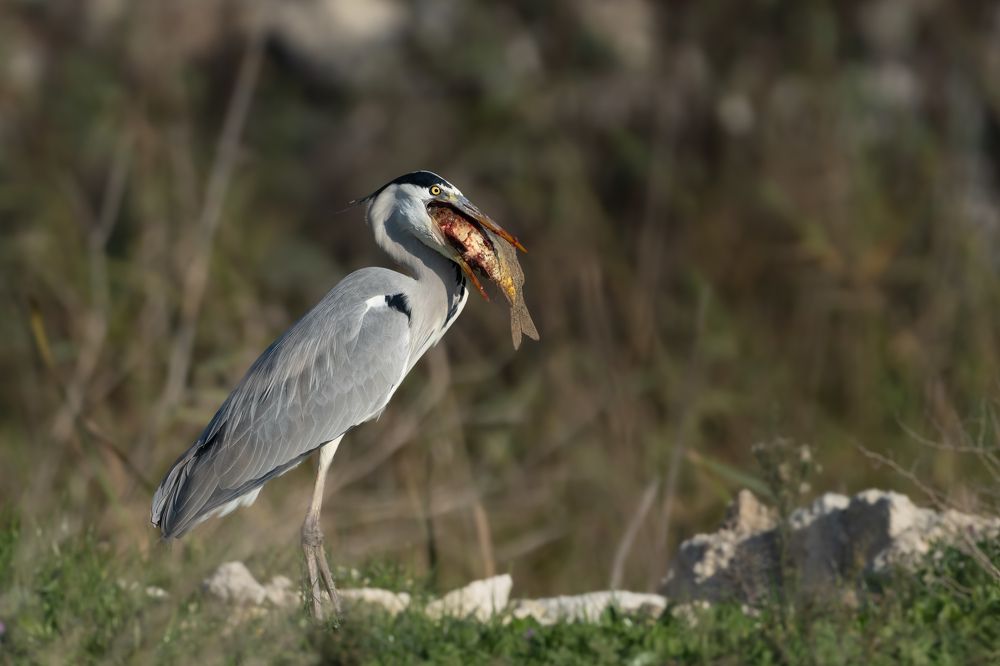 Photograph by Elena Levi