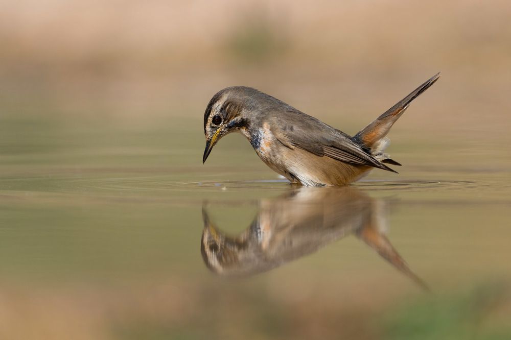 Photograph by Elena Levi