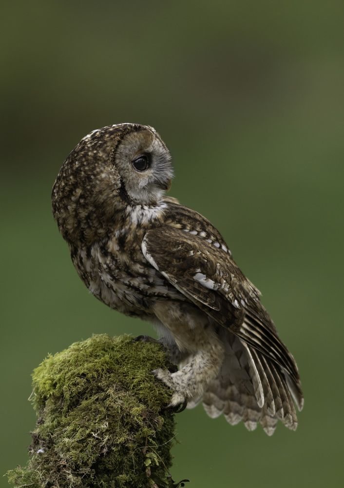 Photograph by Bogdan Pasca