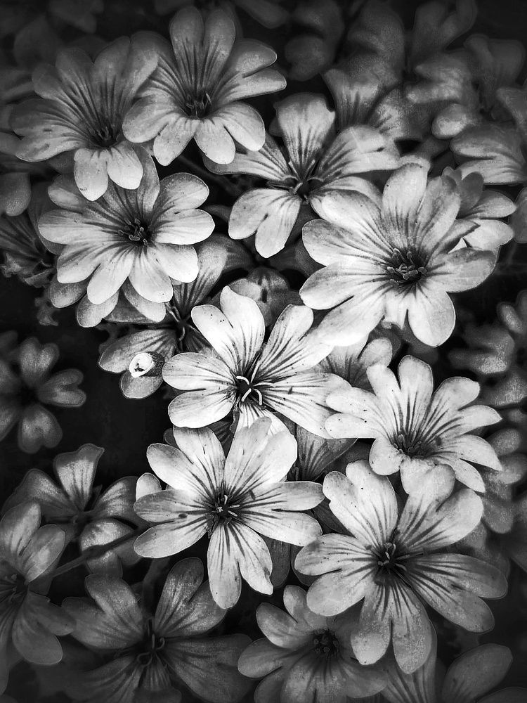 Фотография автора Julie Mishka