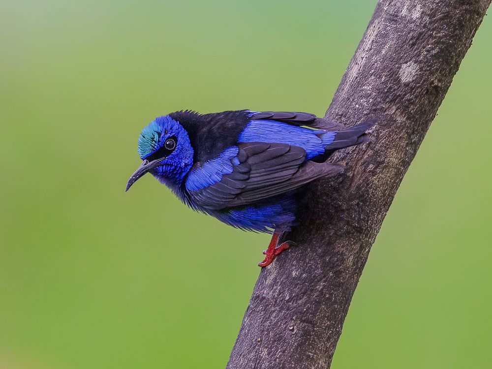 Photograph by Sreejith Sreedharan
