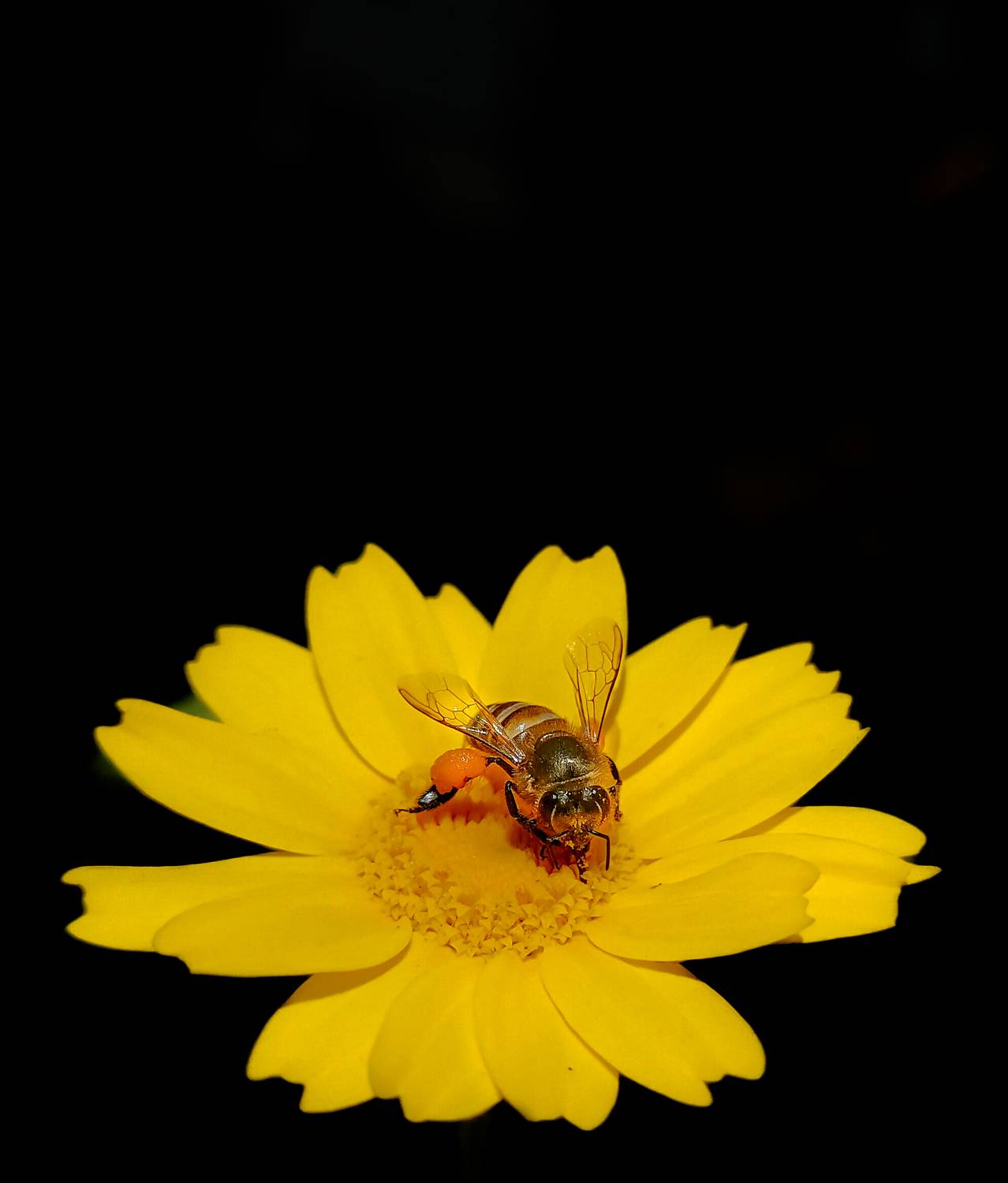 Pellet-Carrying Honey Bees