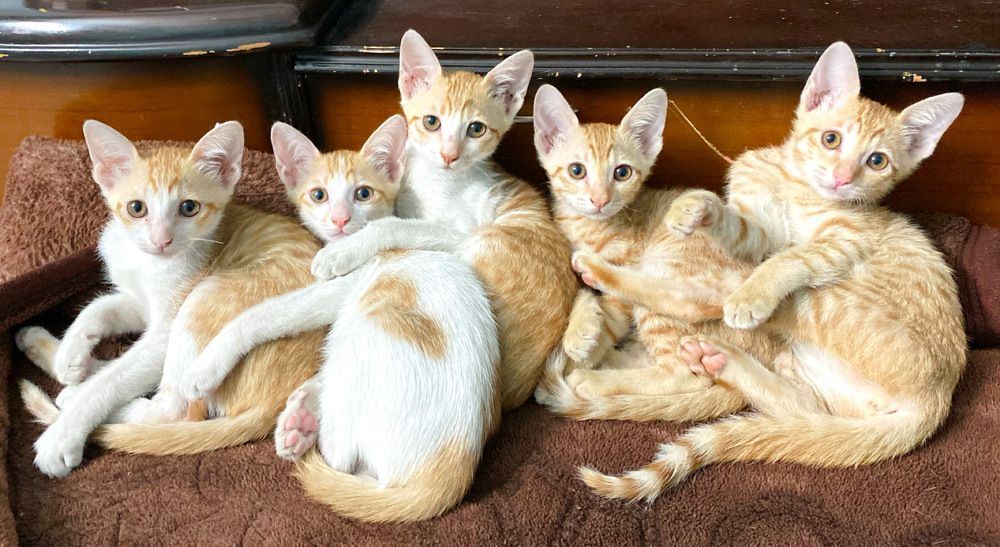 Photograph by Sharma Dr Megha