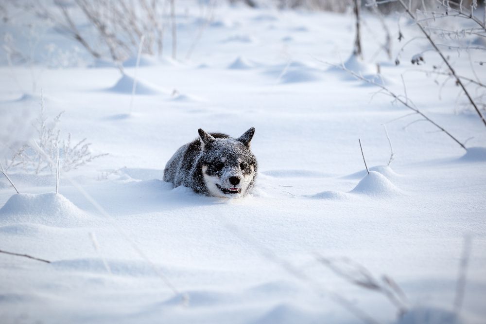 Photograph by Екатерина Шугаева