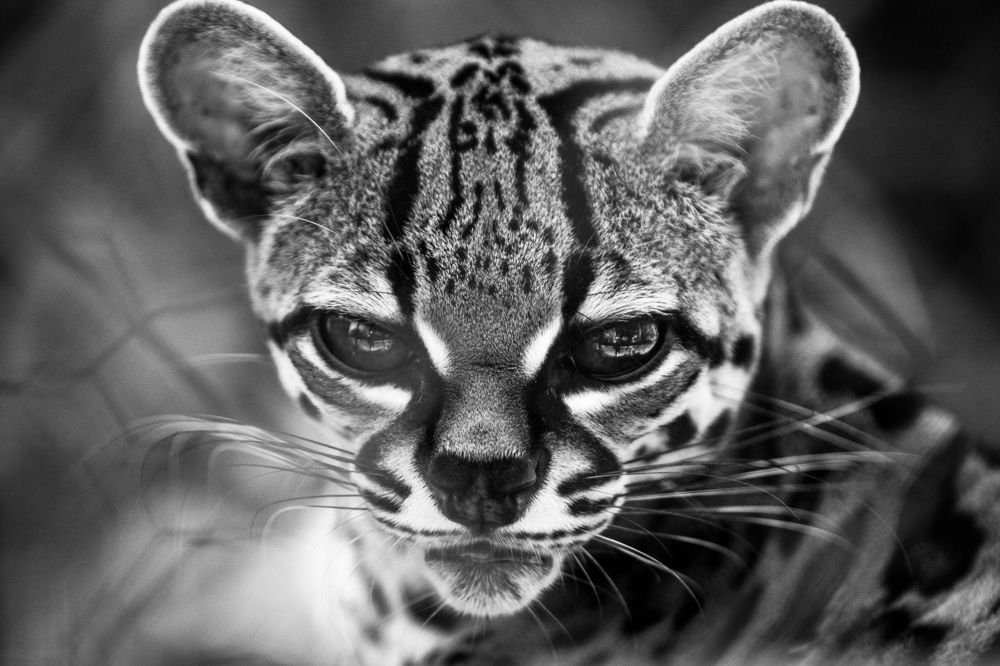 Photograph by Gabriel Cusmir