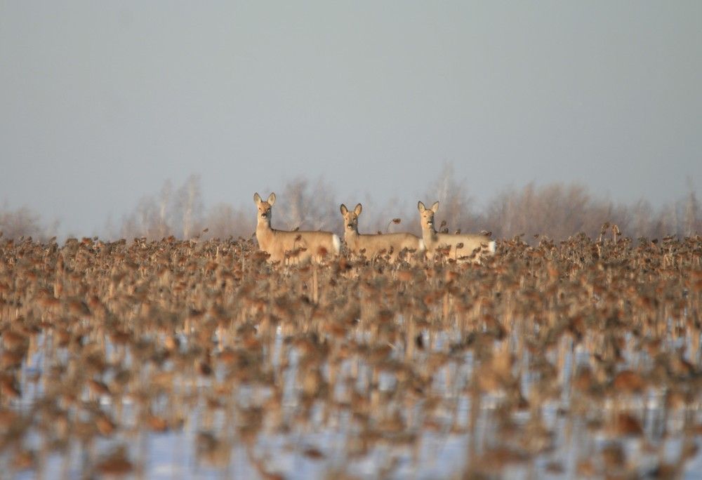 Фотография автора Татьяна Шебаршенко