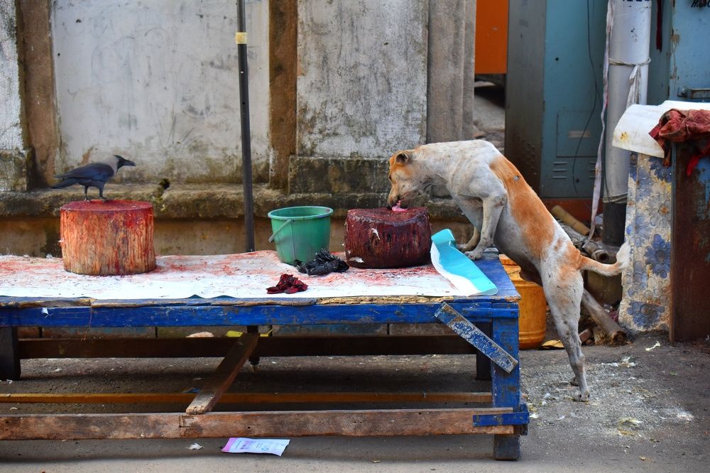 The empty butcher's shop