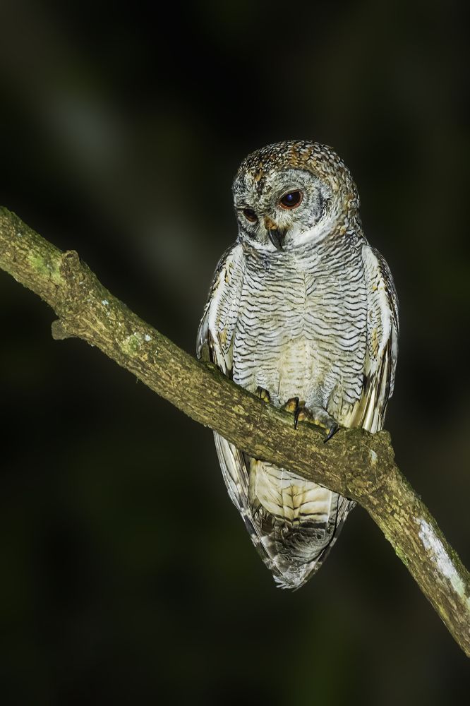 Photograph by Ebenazar Isaac