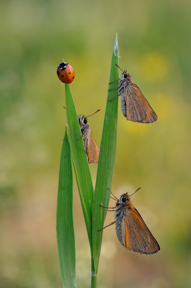Белая ворона.