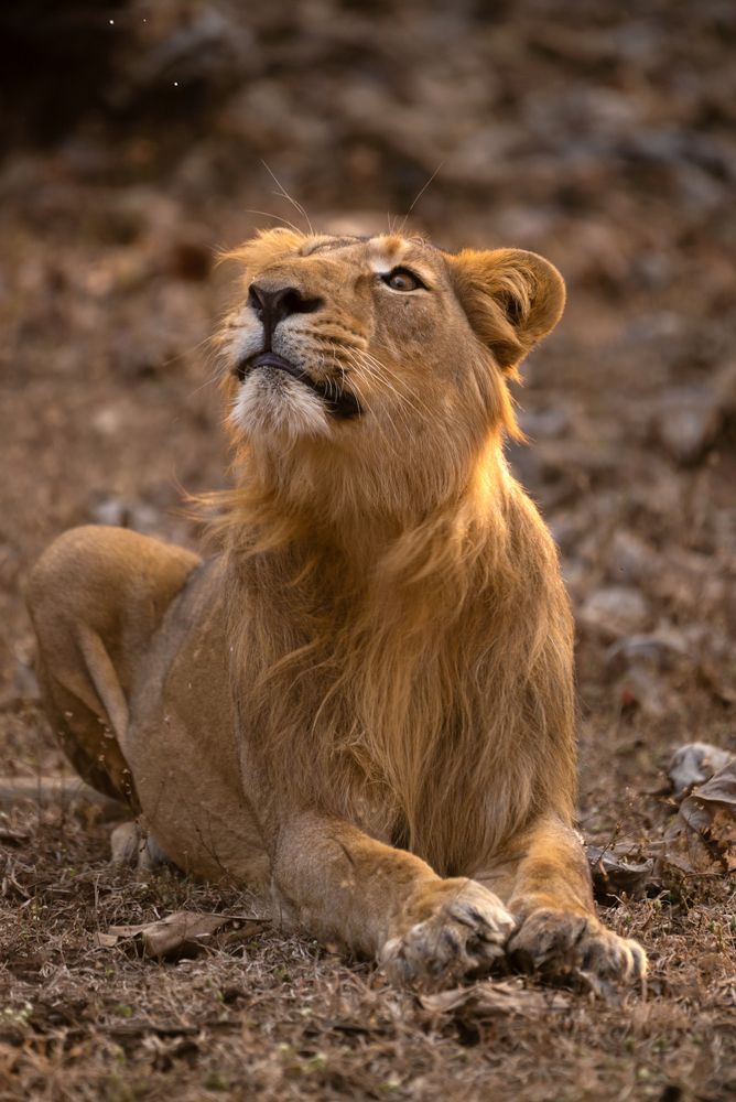 The Lion and a disturbing fly!