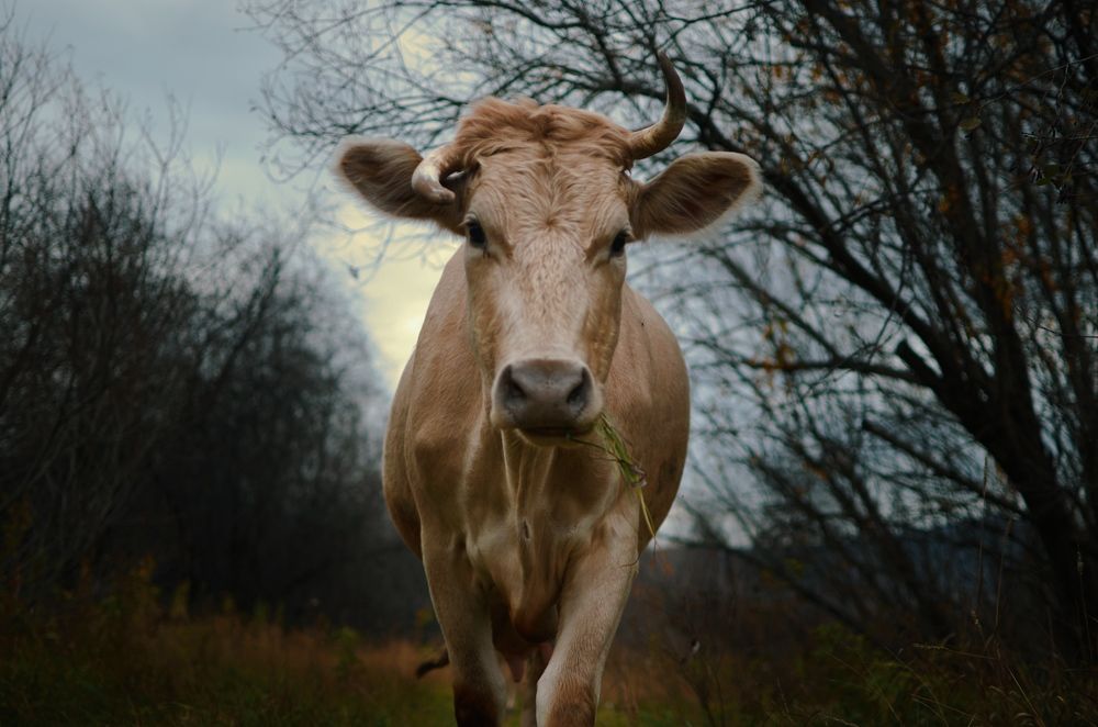 Photograph by Елена Кадаева